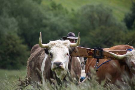 oxen2